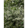 PRUNUS padus LE THOUREIL