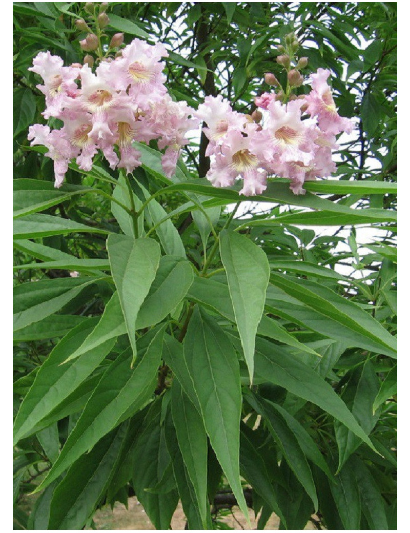 CHITALPA Tashkentensis PINK DAWN