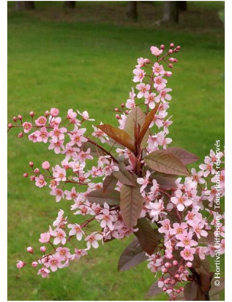 PRUNUS padus COLORATA