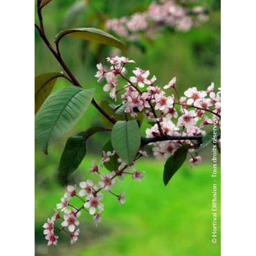 PRUNUS padus COLORATA