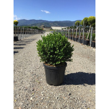 BUXUS microphylla FAULKNER