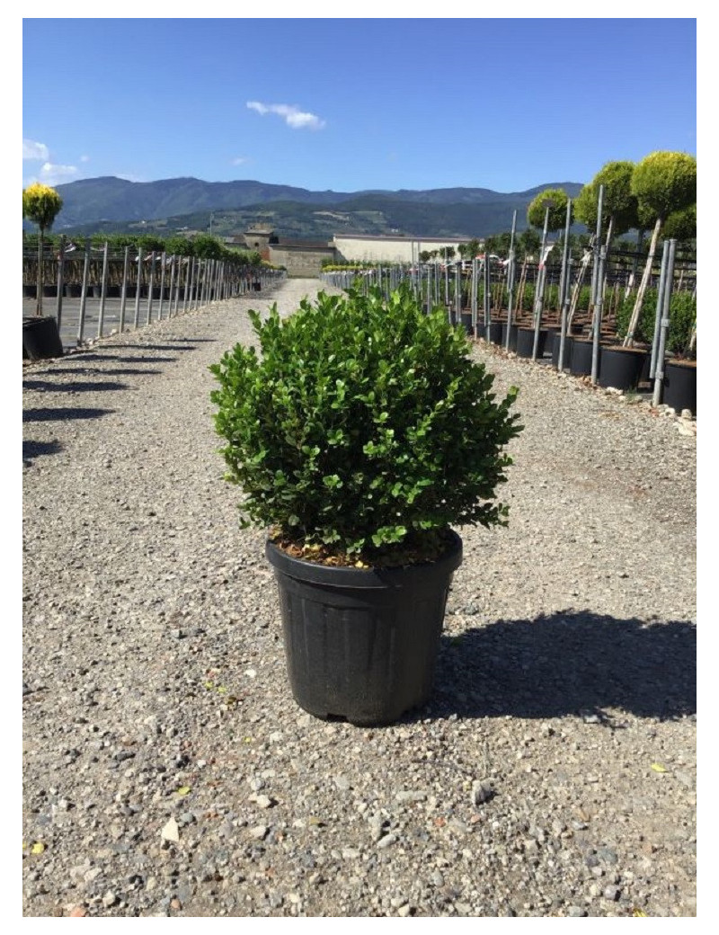 BUXUS microphylla FAULKNER