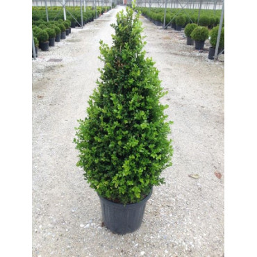 BUXUS microphylla FAULKNER