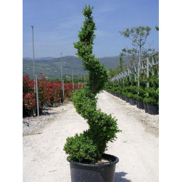 BUXUS microphylla FAULKNER