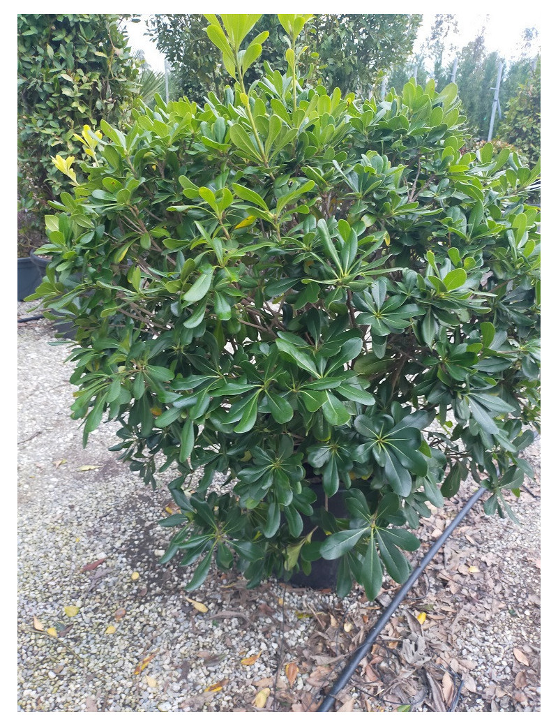 Topiaire (Plante taillée)- PITTOSPORUM tobira (Pittospore du Japon)