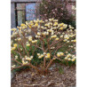 EDGEWORTHIA chrysantha GRANDIFLORA