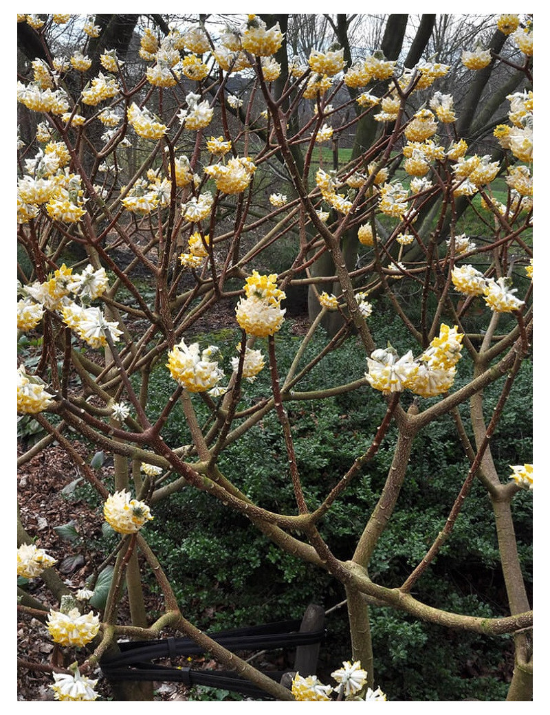 EDGEWORTHIA chrysantha GRANDIFLORA