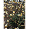 EDGEWORTHIA chrysantha GRANDIFLORA