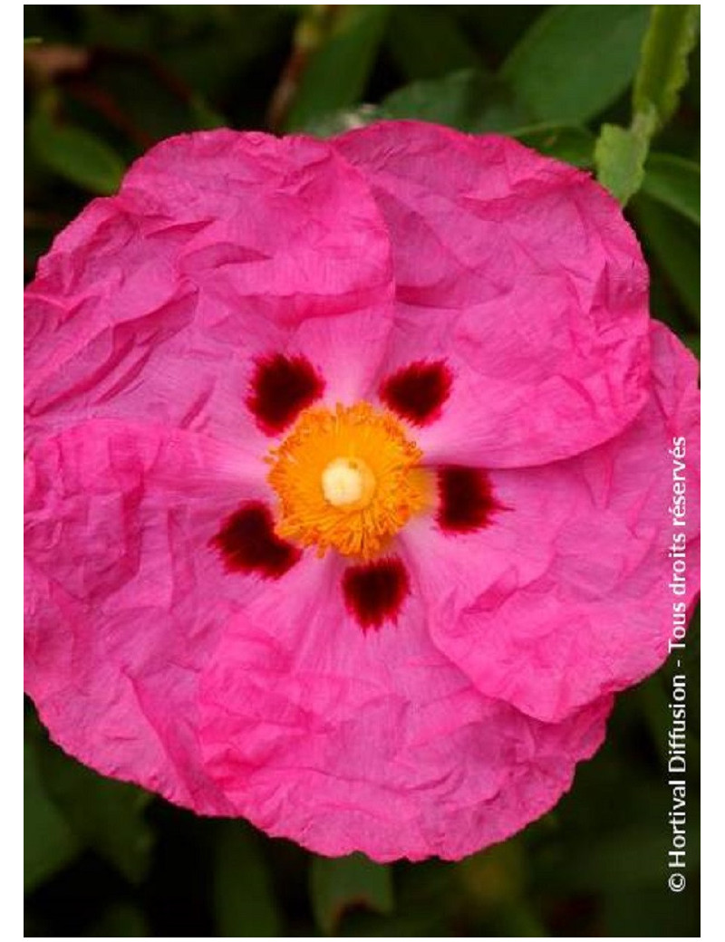 CISTUS purpureus