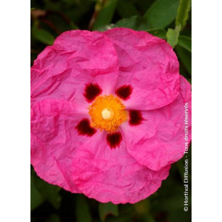 CISTUS purpureus