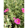 CISTUS crispus