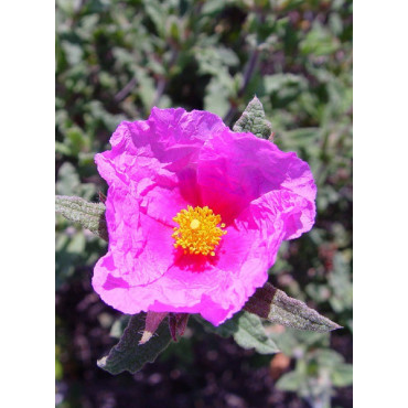 CISTUS crispus