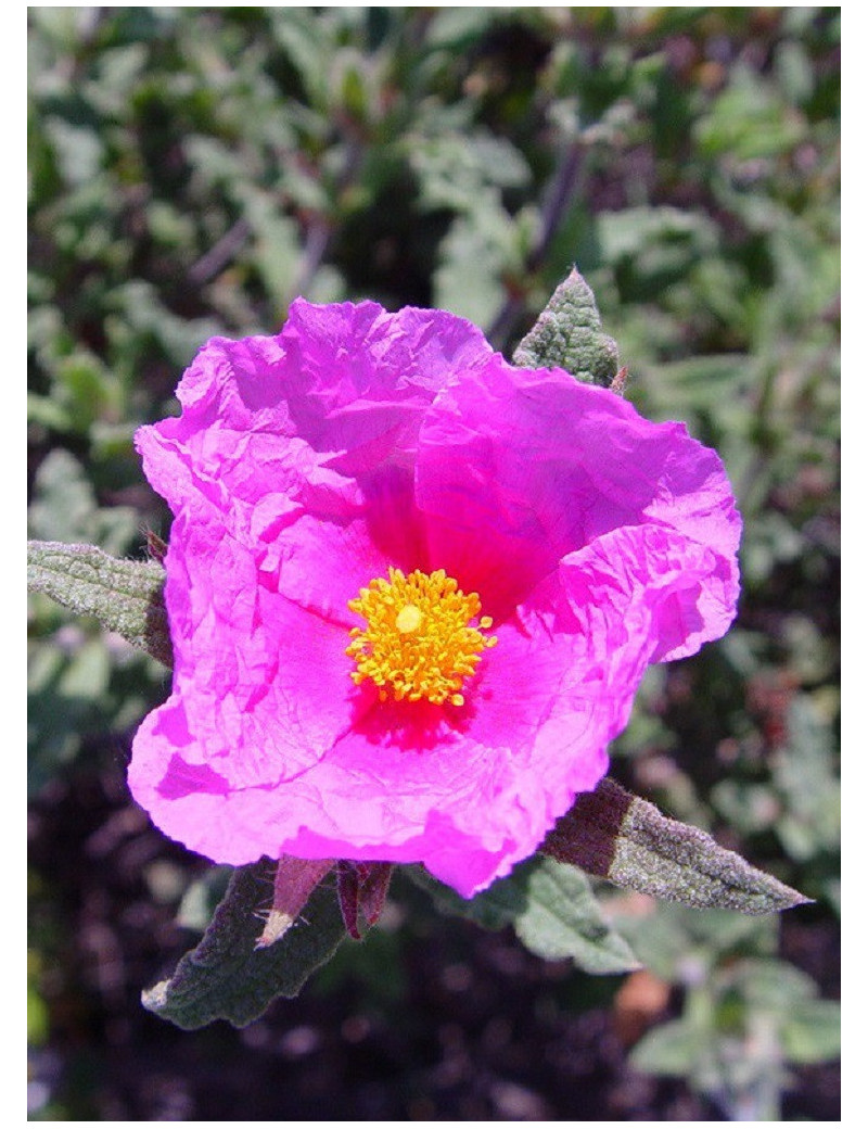 CISTUS crispus