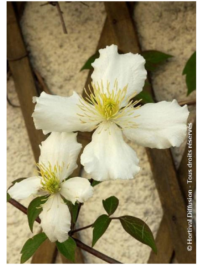 CLEMATIS montana var.grandiflora