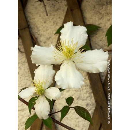 CLEMATIS montana var.grandiflora