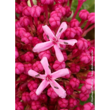 CLERODENDRUM bungei