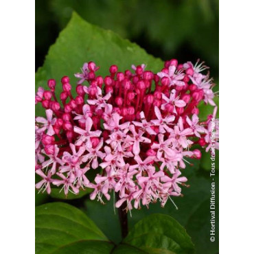 CLERODENDRUM bungei