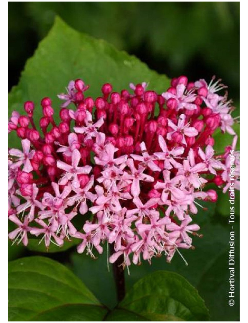 CLERODENDRUM bungei