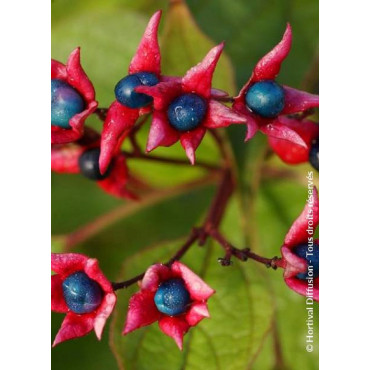 CLERODENDRUM trichotomum