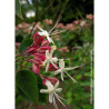 CLERODENDRUM trichotomum