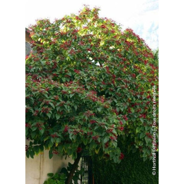 CLERODENDRUM trichotomum