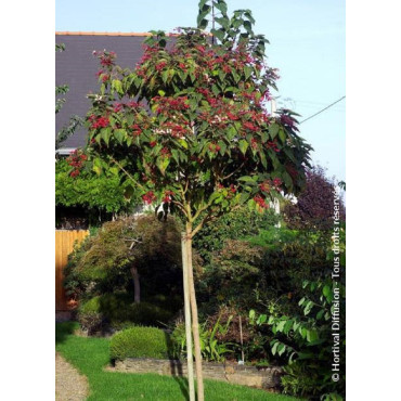 CLERODENDRUM trichotomum