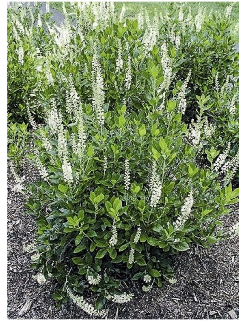 CLETHRA alnifolia