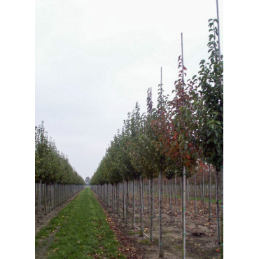 PYRUS calleryana CAPITAL