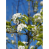 PYRUS calleryana CAPITAL