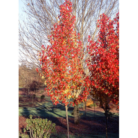 PYRUS calleryana CAPITAL