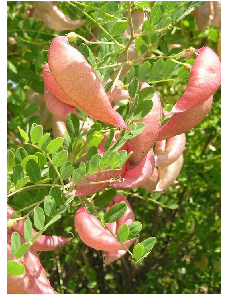 COLUTEA arborescens