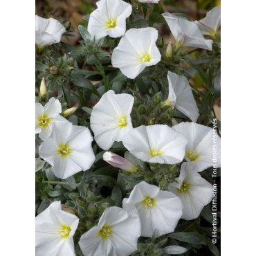 CONVOLVULUS cneorum