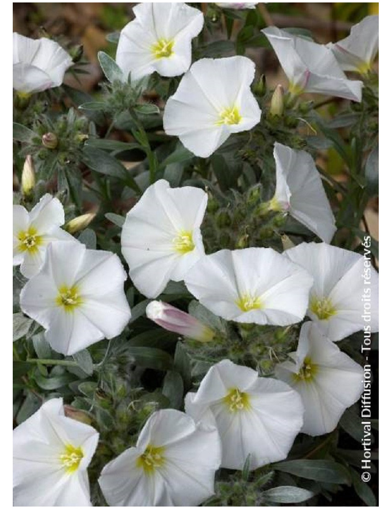 CONVOLVULUS cneorum