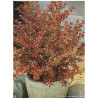 COPROSMA FIRE BURST