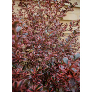 COPROSMA FIRE BURST