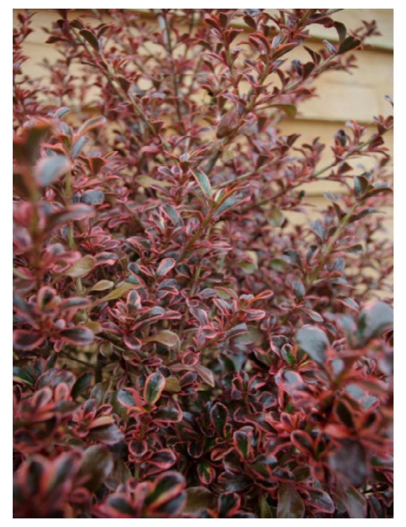 COPROSMA FIRE BURST