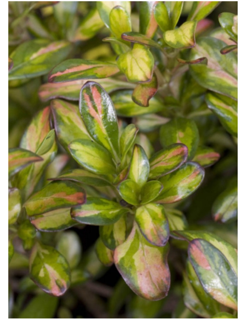 COPROSMA LEMON AND LIME