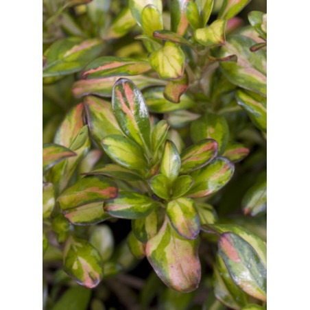 COPROSMA LEMON AND LIME