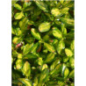 COPROSMA LEMON AND LIME