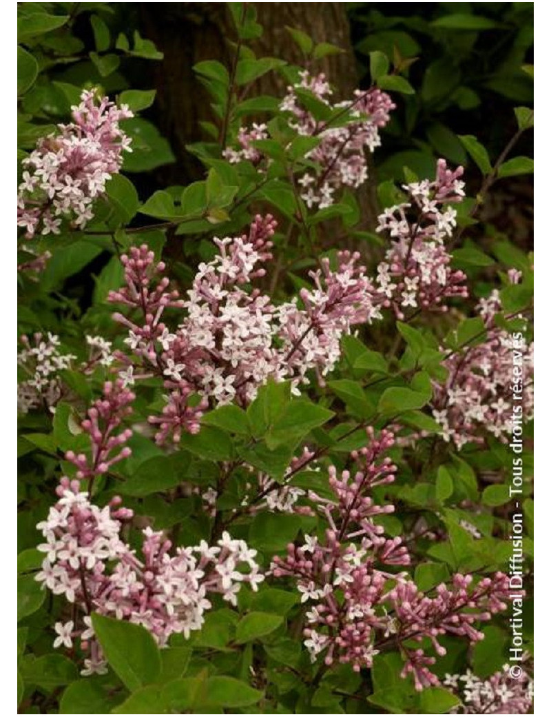 SYRINGA microphylla SUPERBA