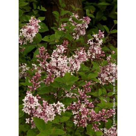 SYRINGA microphylla SUPERBA