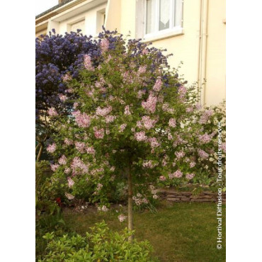 SYRINGA microphylla SUPERBA