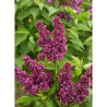 SYRINGA CHARLES JOLY