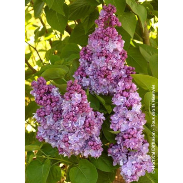 SYRINGA KATHERINE HAVEMEYER