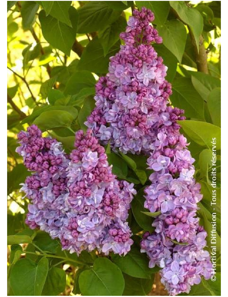 SYRINGA KATHERINE HAVEMEYER