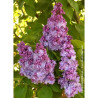 SYRINGA KATHERINE HAVEMEYER