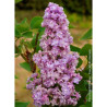 SYRINGA KATHERINE HAVEMEYER