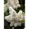 SYRINGA MADAME LEMOINE