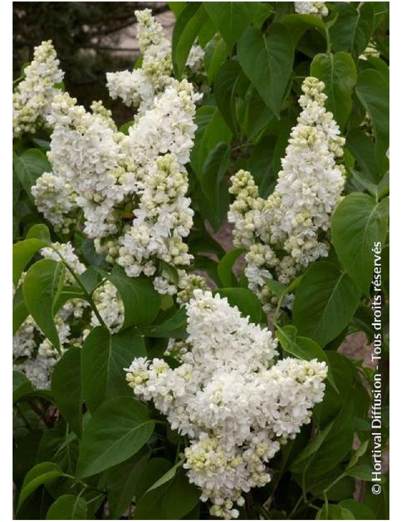 SYRINGA MADAME LEMOINE