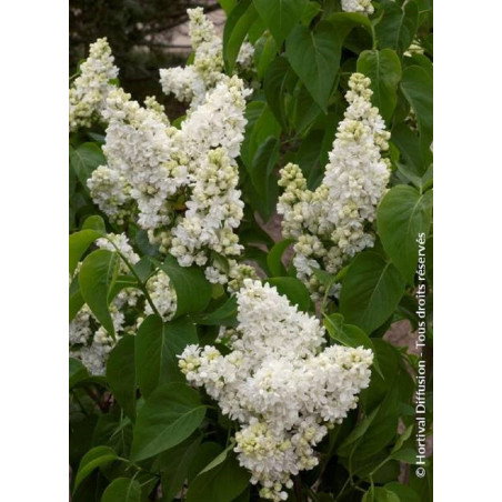 SYRINGA MADAME LEMOINE